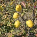 초정불고기 이미지