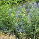 청정농원 이미지