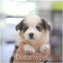 천안 고양이분양 도로시펫 이미지