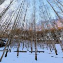 자작나무숲정상 이미지