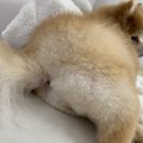 강아지 미용실 이미지