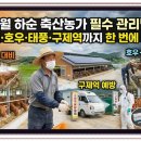 광선축사 | 8월 하순 축산농가 필수 관리법, 폭염·호우·태풍·구제역까지 한 번에 대비하세요