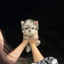 멜로디펍스 이미지