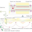 스포츠지도사 2급 - 운동생리학 이미지