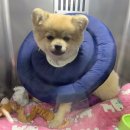 라온펫동물병원 이미지