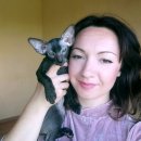 애묘(고양이)백과 - 피터볼드 (Peterbald) 이미지