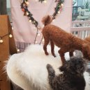 도그살롱바른핏 이미지