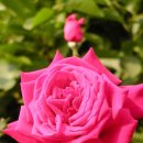 장미회집 이미지