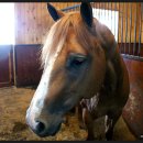 수막 목장 이미지