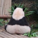 김밥판다 이미지