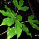 황칠나무집 이미지