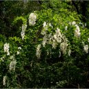 죽도봉공원 이미지