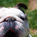 불독(bulldog) 이미지