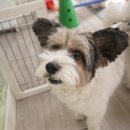 오드리 독 이미지