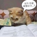 타임21여관 | OCT 10. 살이 찌는 계절에는 (호)빵떡이 되.