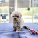 플레이독 파주본점 | 파주강아지분양 플레이독 파주본점 8년 전통의 신뢰를 직접 경험했어요