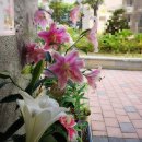 백합아파트경로당 이미지