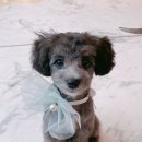 클래시독스 이미지