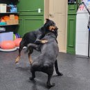 트리머펫 이미지