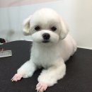 강아지 미용 이미지