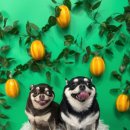 행복펫 애견미용실 이미지