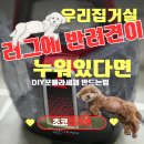 내돈내산_비쎌습식청소기 사용 후기로 보는 Q&amp;A