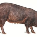 제주흑돼지 이미지