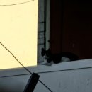 길냥이와 함께하는 이미지