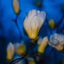 물고기나무 이미지