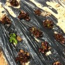 왕버들2농장 이미지