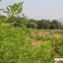 영농조합법인 영인팜 이미지