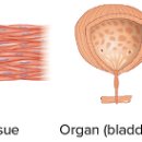 조직, 기관과 기관계 Tissues, organs, &amp; organ systems 이미지