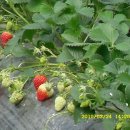 연무농장 이미지