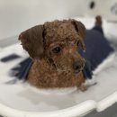 디그루밍 이미지