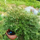 왕보리수 이미지