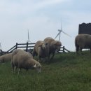 상수목장 이미지