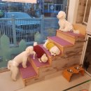 남창애견 이미지