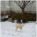 뽀삐애견 이미지