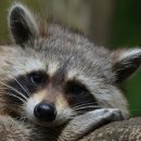 너구리PC방 이미지