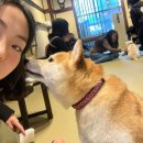 [오사카 4박 5일] Day4,5 | 오사카 카페투어 | 오사카 노천탕 료칸 후시오카쿠 온센 | 간사이리무진버스...