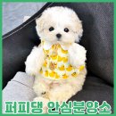 대전고양이분양 퍼피댕 캣 안심분양소 둔산점 | 계룡강아지분양 행복한 생활의 가족 퍼피댕