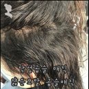 돼지꼬리미용실 이미지