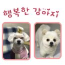 행복한 강아지 이미지