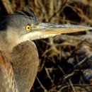 ■ Great blue heron 이미지