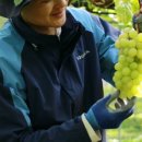 박종관농장 이미지