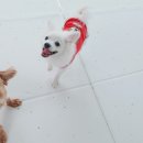 잘해줄개 이미지