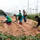 회천4동 새마을지도자,부녀회 목화밭 조성 이미지