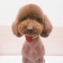 the 예쁘개 이미지