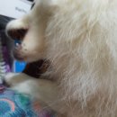 조이애견 이미지