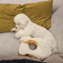 임현곤 반려견 교육센터 | [대구 애견 호텔링] 꿈틀 반려견 센터 내돈내산 후기